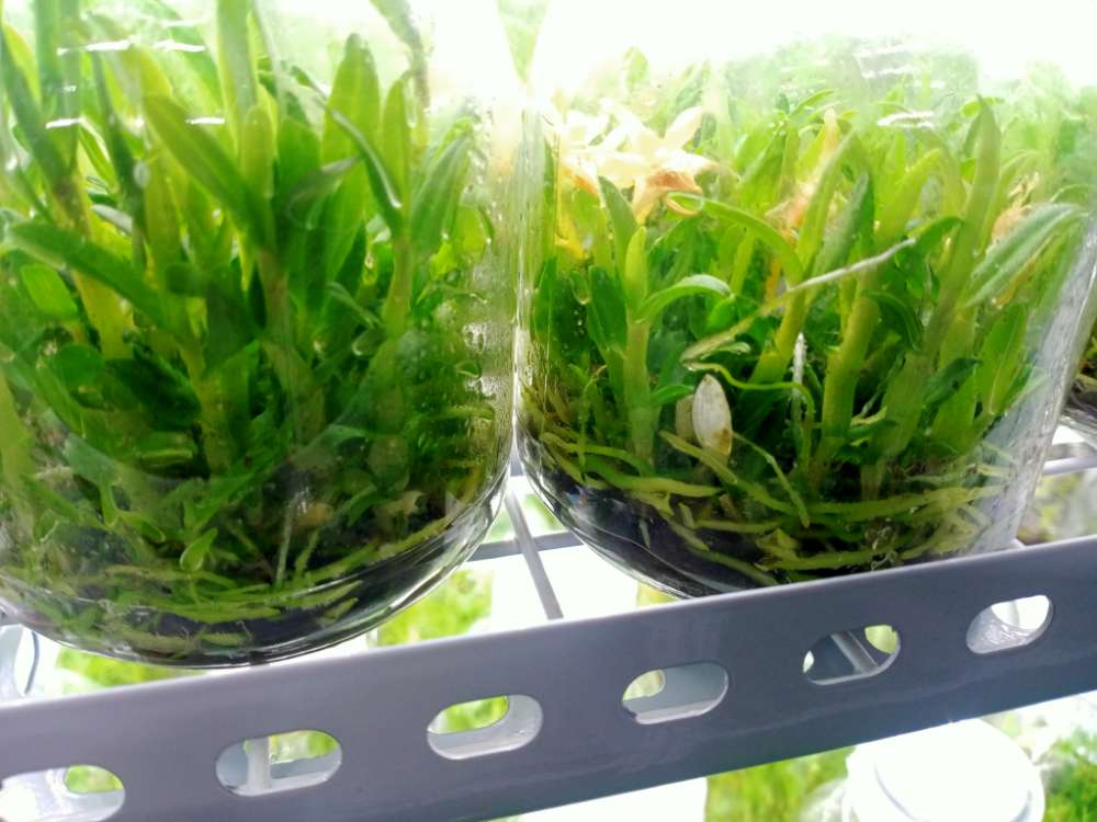 铁皮石斛克隆组培苗